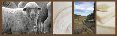 Organic Wool
